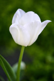 White Tulip isolated, blooming in a morning Sun with dense leaves and light shadows in soft focus at the background.