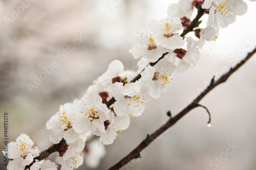 Branch of blossoming apricots with beautiful flowers in the snow