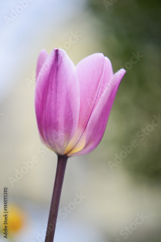 Pink Tulip flower isolated  blooming in a warm morning Sun  with light Spring colors in soft focus at the background.