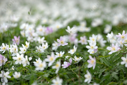 Errötend, lila Buschwindröschen zwischen unzähligen weißen Blüten