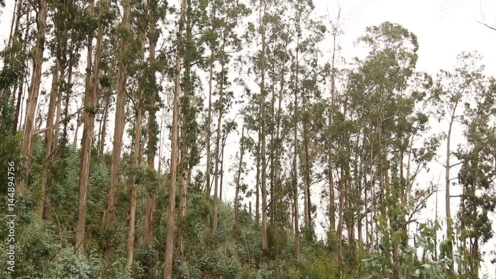 of euclypturs trees in a forest. Madeira, Portugal of euclypturs trees in a forest. Madeira, Portugal