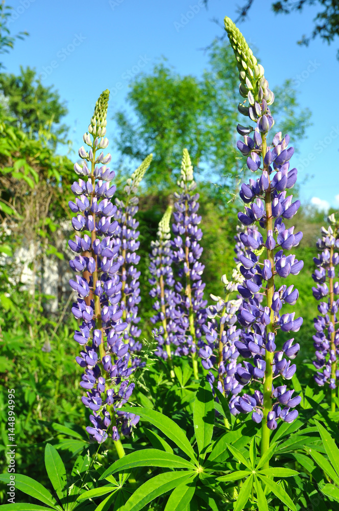 Spring purple lupines Spring purple lupines