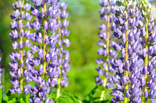 Spring purple lupines