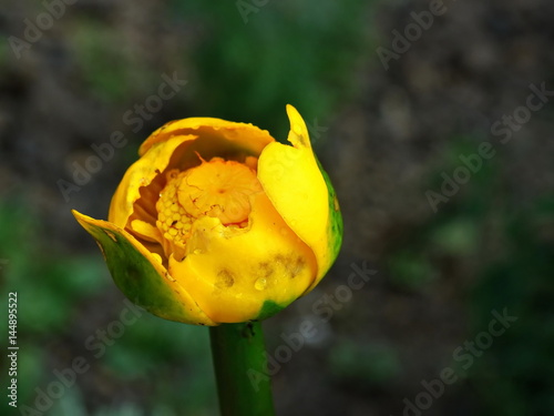 Yellow water-lily