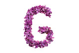 Flower letter lilac or purple color isolated on white background . Letter G