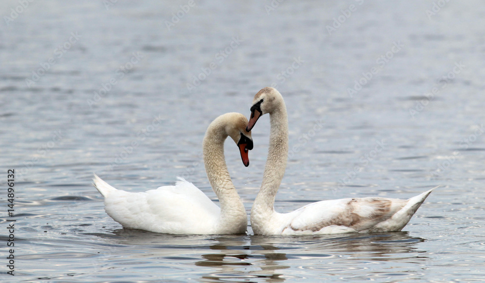 Pair of Mute Swans performing the mating dance on the River Danube at Zemun in the Belgrade, Serbia.