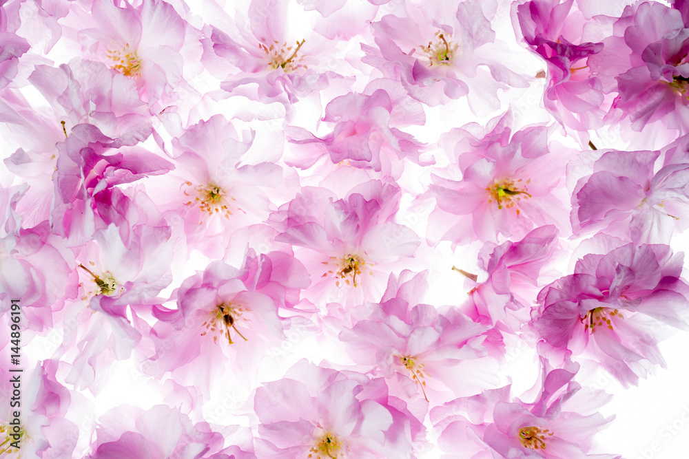 sakura flowers