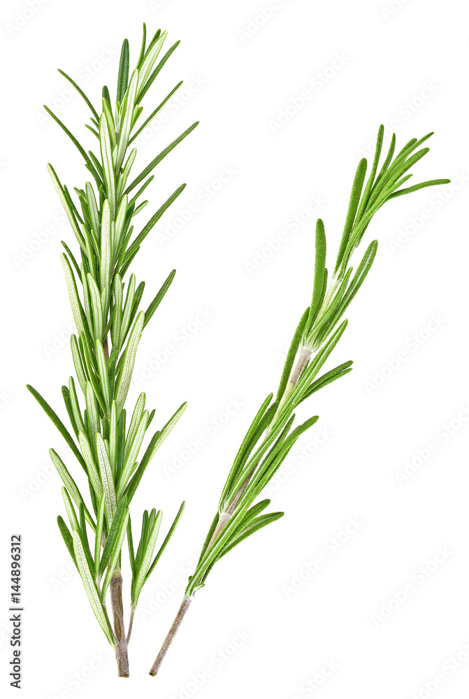 Fototapeta premium Two fresh twigs of rosemary on a white background