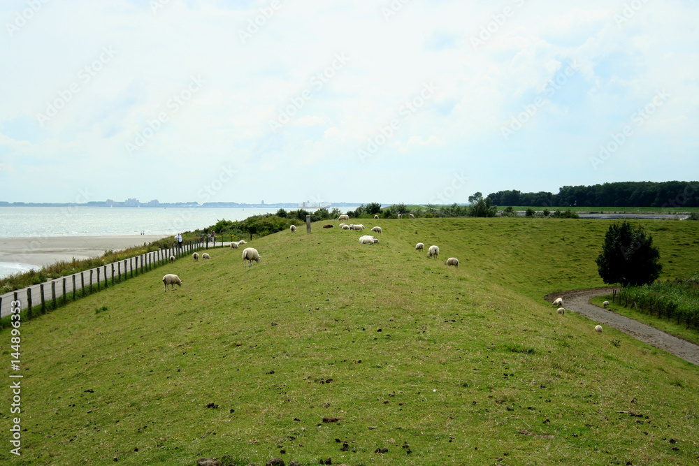 Sheep on the dike near Fort Rammekens