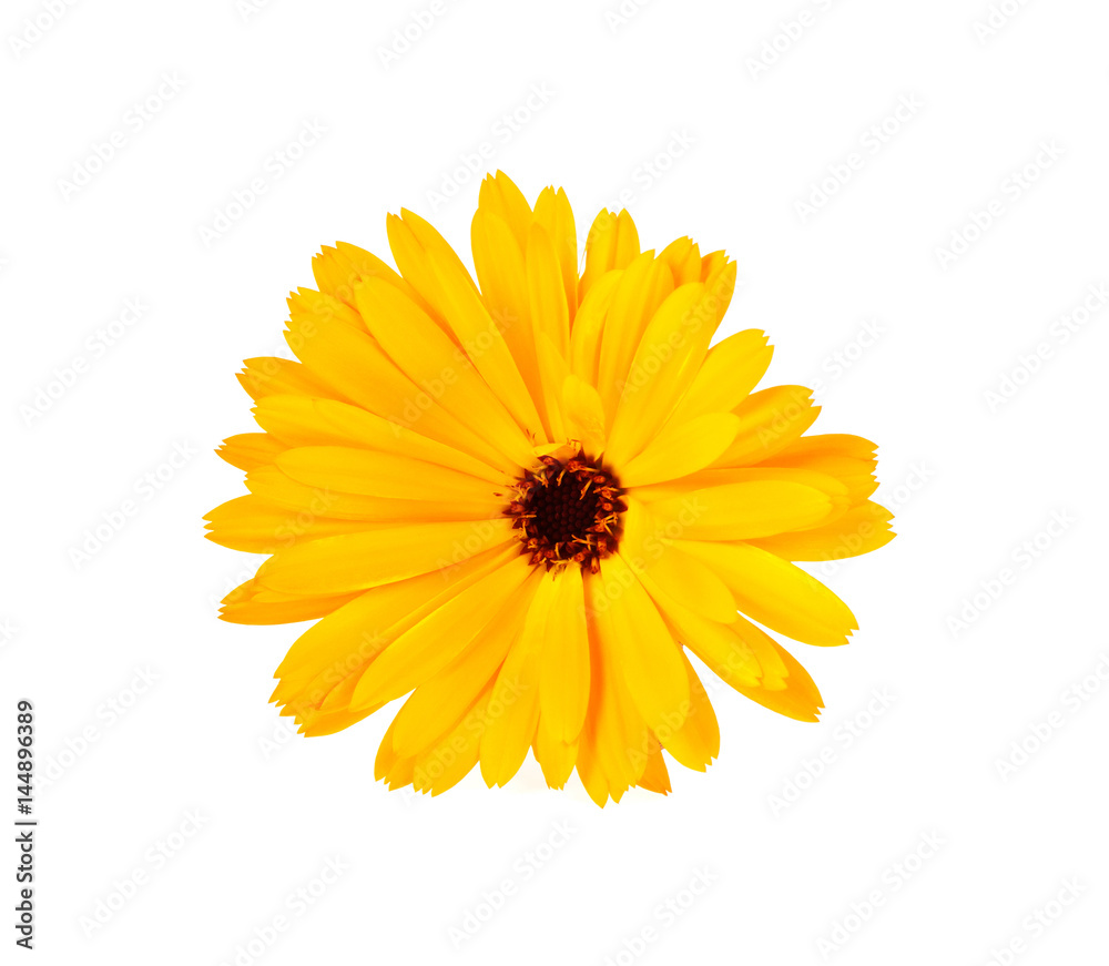 Calendula. Marigold flower on a white background. Calendula. Marigold flower on a white background.