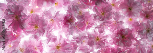 sakura flowers © Vera Kuttelvaserova