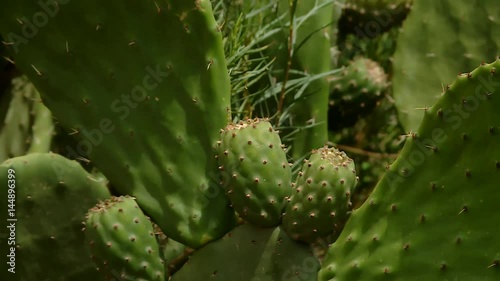 PERU: close up of a Cactus with indian figs (Barbary fig) in andean scenery of Peru near Cuzco. Nature Video Footage in HD resolution. photo