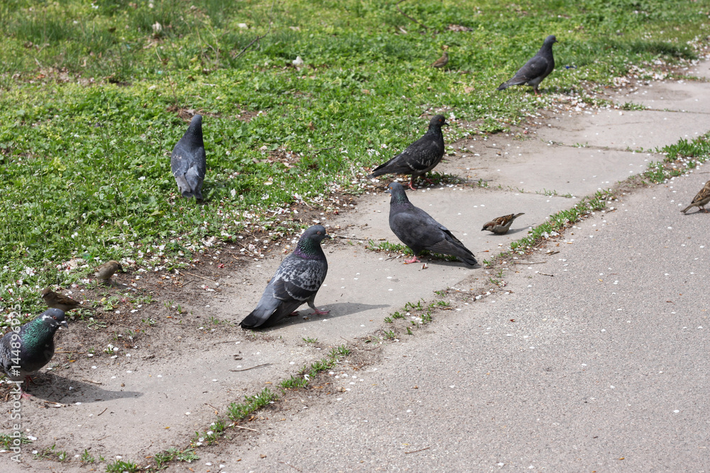 Obraz premium Pigeons in the street