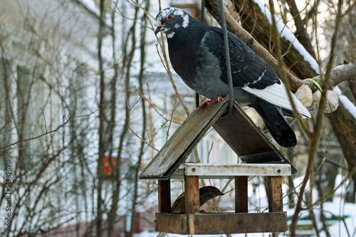 The dove on the bird feeder.