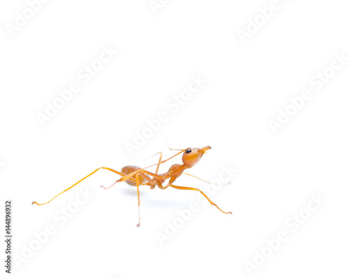 Red ant on white background.