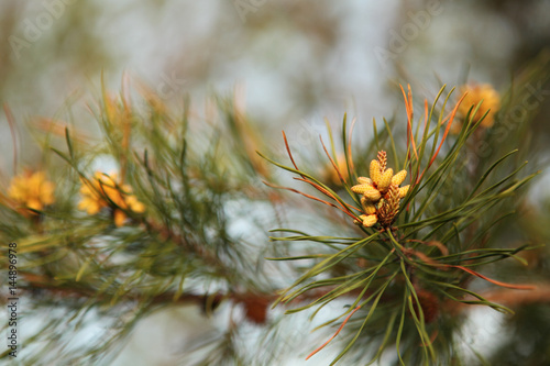 Close-up small pinecones