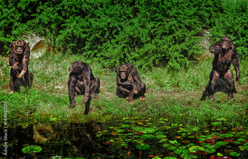 A group of chimpanzees