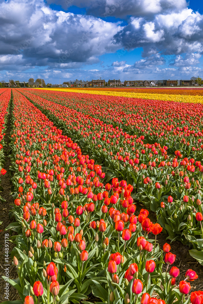Beautiful tulip fields in Lisse in the Netherlands. This fields are near the Keukenhof and the best season for tulips are April and May.