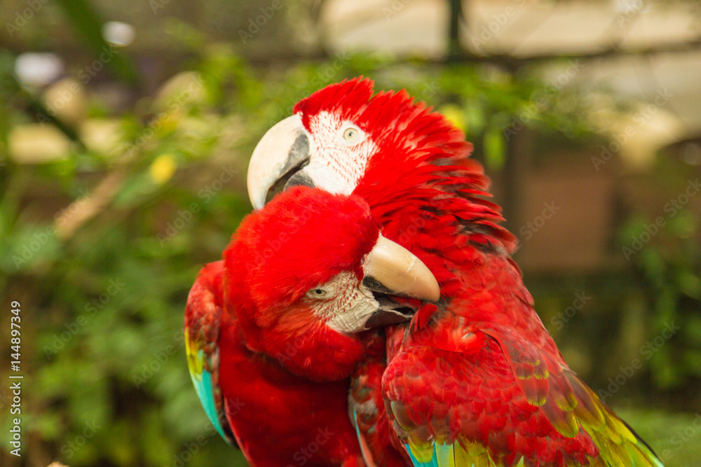 Pair of macaw parrots in Singapore Sentosa bird park Pair of macaw parrots in Singapore Sentosa bird park