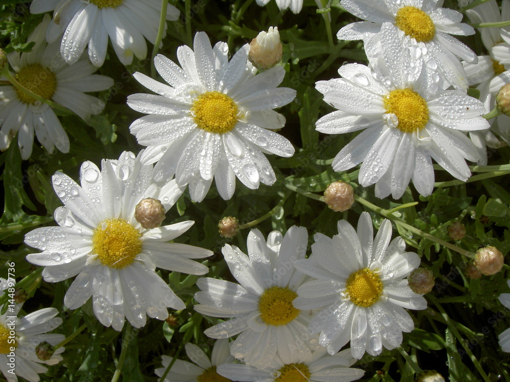 Fototapeta premium Margeritenblüten mit Tautropfen