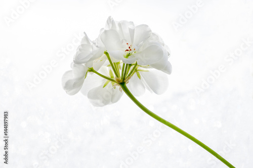 White Pelargonium (geranium) flower on a white background close-up