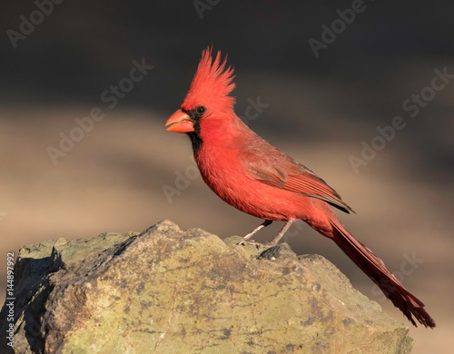 Male Desert Cardinal photo