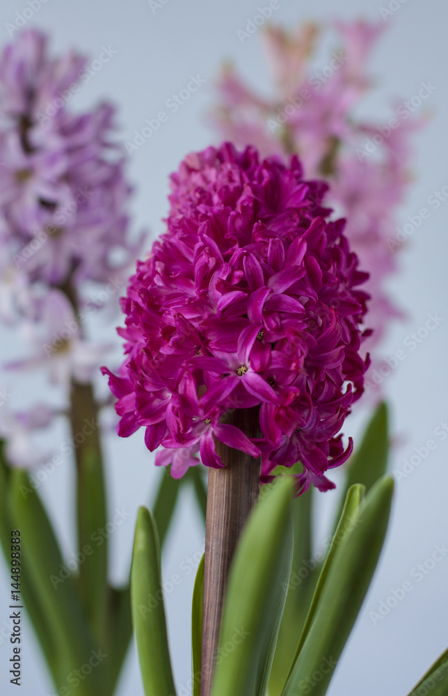 Blooming red Hyacinth. bokeh background. Blooming red Hyacinth. bokeh background.