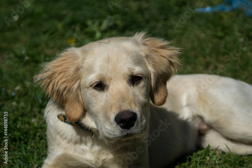 Puppy dog, golden retriever puppy, labrador