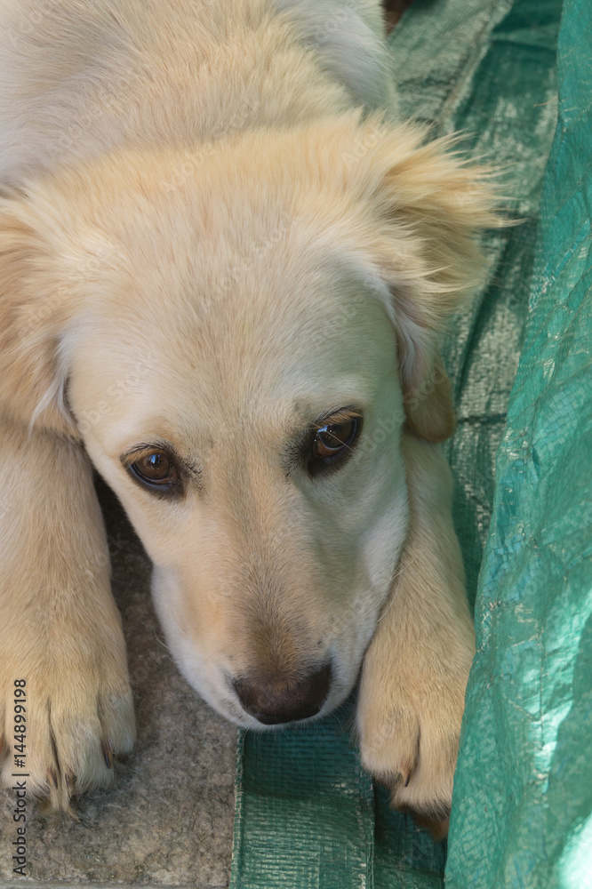 Puppy dog, golden retriever puppy, labrador Puppy dog, golden retriever puppy, labrador