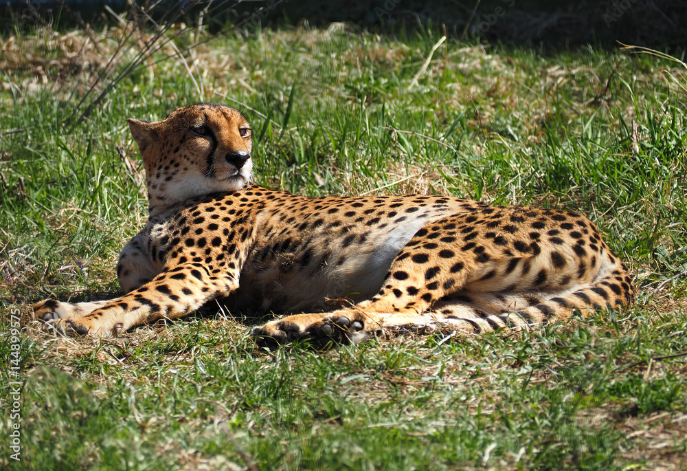 Gepard laying at the green grass Gepard laying at the green grass