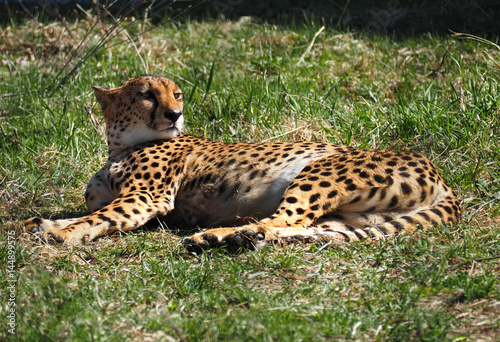 Gepard laying at the green grass