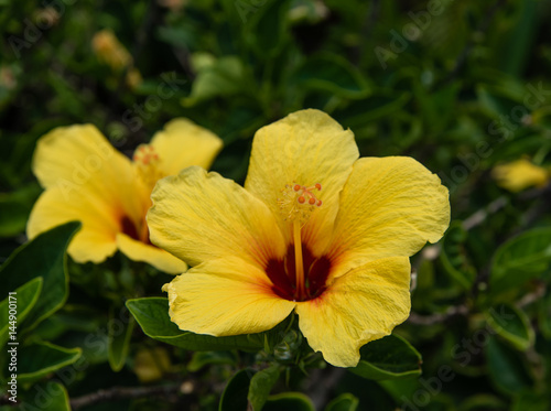 Yellow hibiscus flowers on Maui © Alex Krassel