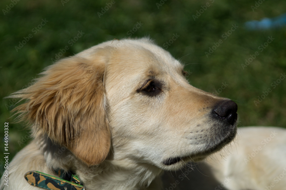 Puppy dog, golden retriever puppy, labrador