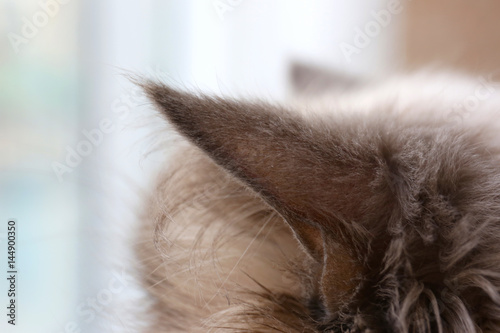 Fototapeta Naklejka Na Ścianę i Meble -  Cat ears on blurred background, closeup