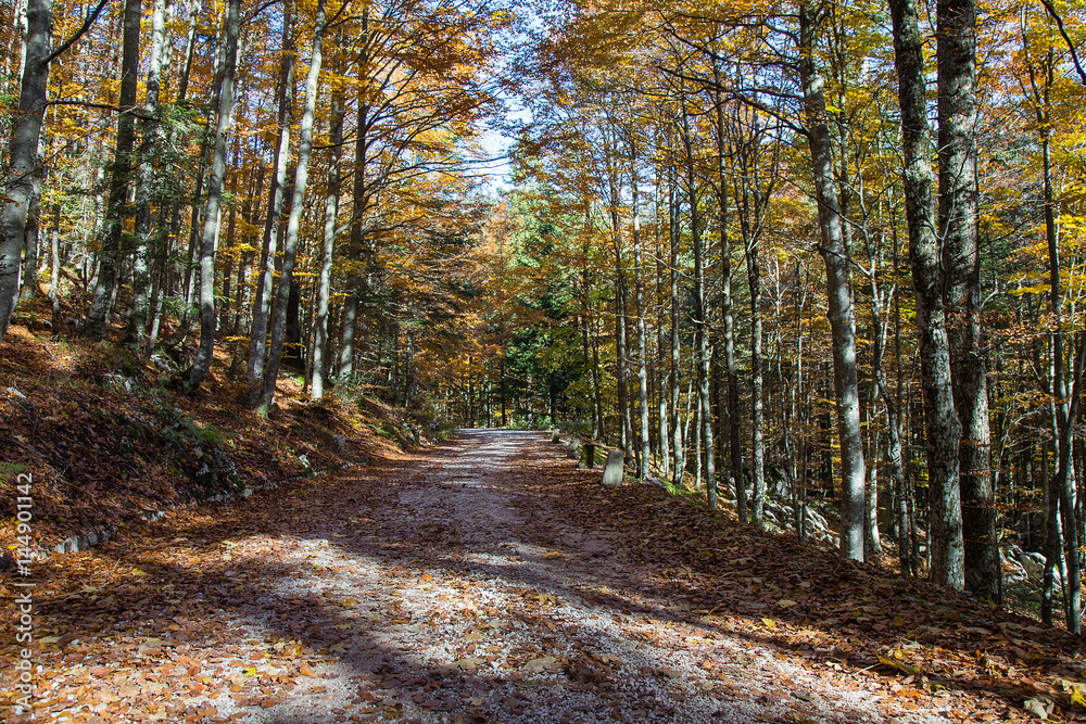 Obraz premium Dirt Forest Road in autumn colors with falling foliage