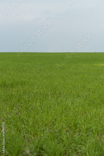 agricultural field in spring sown cereals