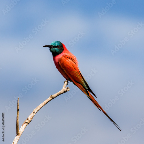 Carmine Bee-eater sits on a branch against a blue sky. Africa. Uganda. An excellent illustration.