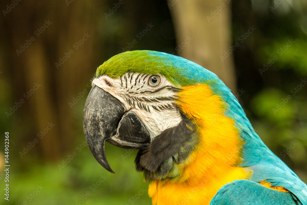 Blue and gold ara macaw parrot in Singapore Sentosa bird park