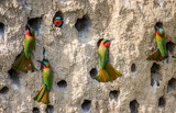 Big colony of the Bee-eaters in their burrows on a clay wall. Africa. Uganda. 
