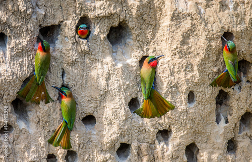 Big colony of the Bee-eaters in their burrows on a clay wall. Africa. Uganda. 