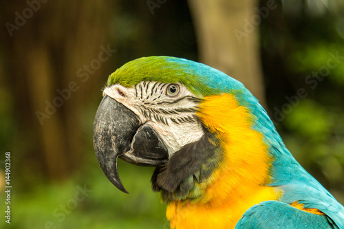 Blue and gold ara macaw parrot in Singapore Sentosa bird park