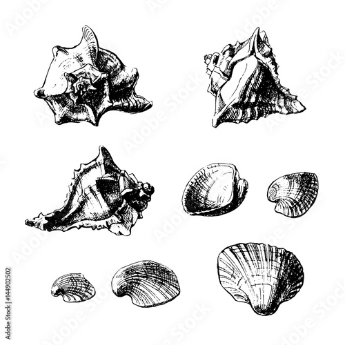 Set of sea shells drawn graphically pen and ink.