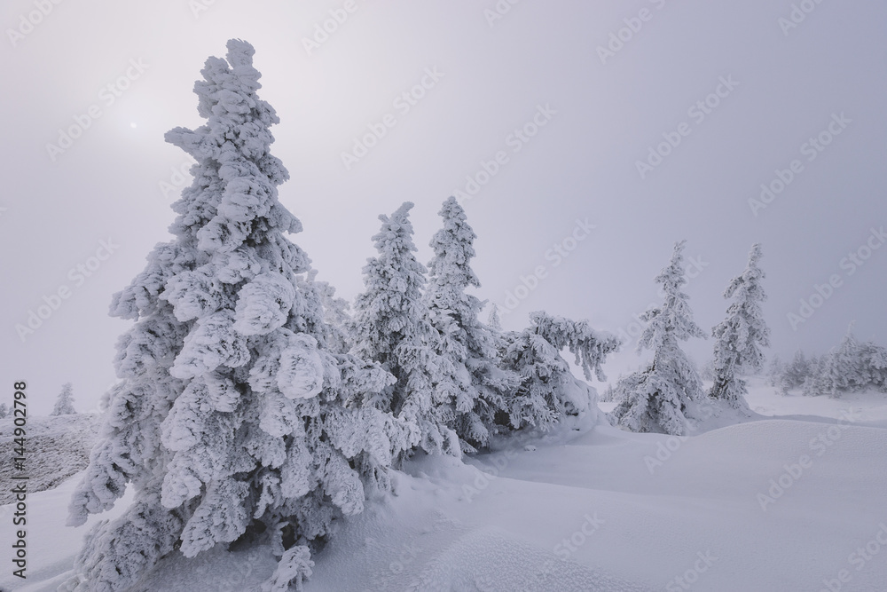 Obraz premium Frozen trees