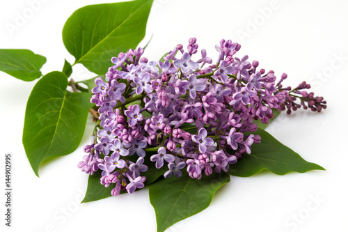 Flowers lilacs isolated on white background