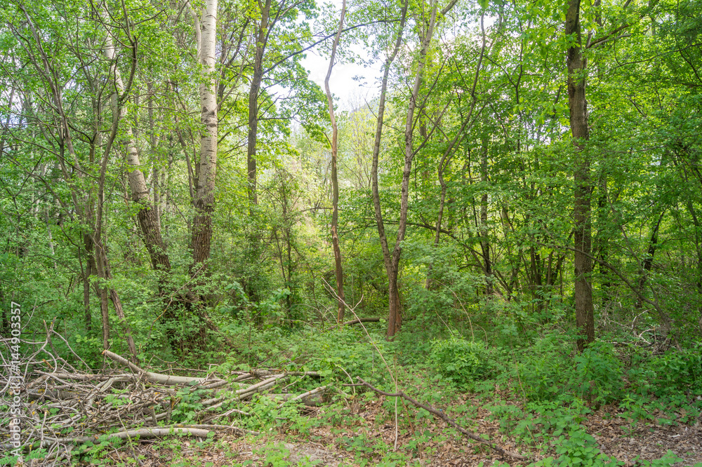 Obraz premium Lake in forest trees and mountain landscape