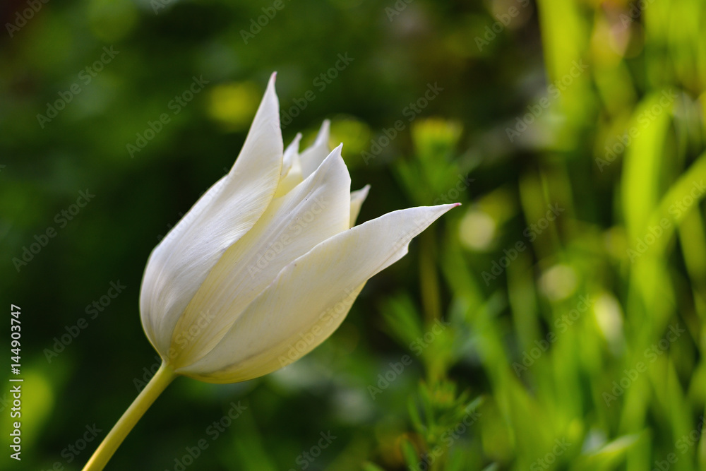 Fototapeta premium White tulip, selective focus
