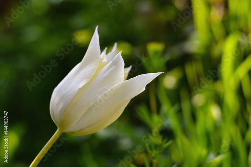 White tulip  selective focus