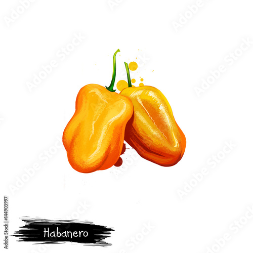 Digital illustration of Habanero, Capsicum chinense pepper isolated on white background. Organic healthy food. Yellow vegetable. Hand drawn plant closeup. Clip art illustration. Graphic design element photo