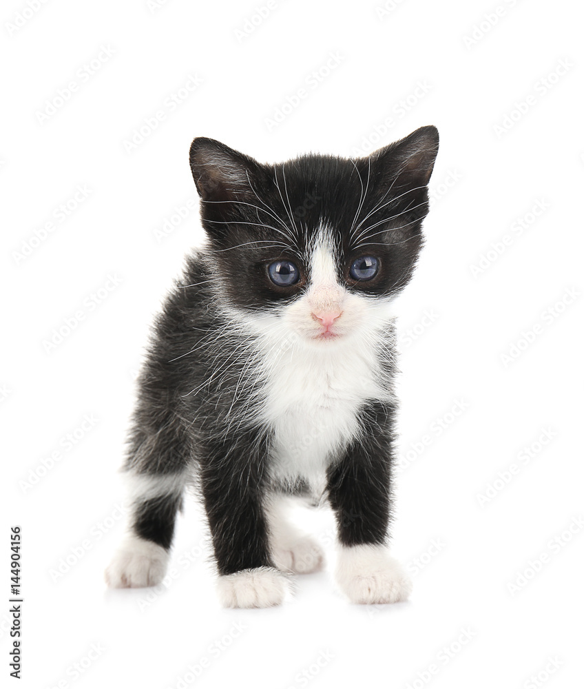 Fototapeta premium Little kitten on white background
