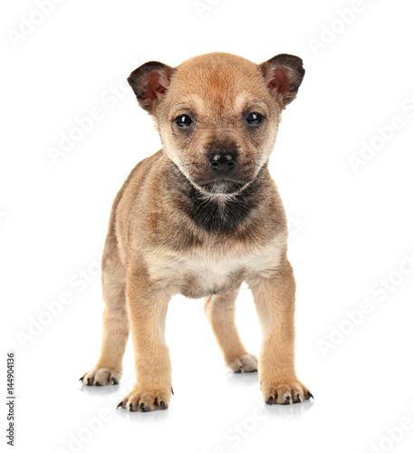 Cute small puppy on white background